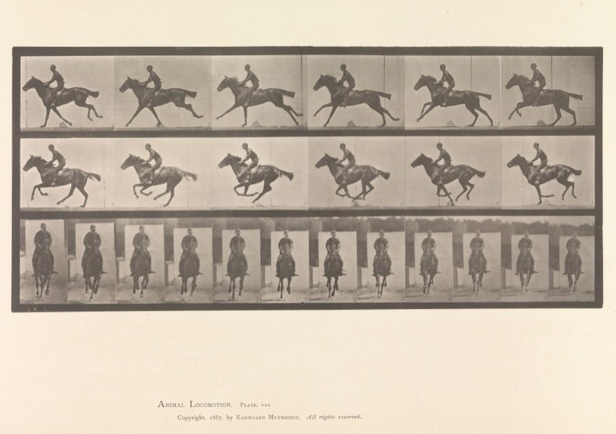 A sepia photographic plate holding three horizontal rows of small numbered frames on a black ground. The top two rows show a jockey on a galloping horse in side view, six frames each, the legs in a different arrangement in every frame and at one point all four clear of the ground. The bottom row shows twelve frames of the same gallop taken head-on. Printed underneath: Animal Locomotion, and Copyright 1887 by Eadweard Muybridge, all rights reserved.